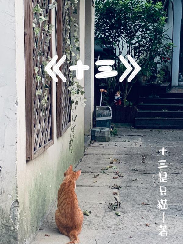 十三是只猫